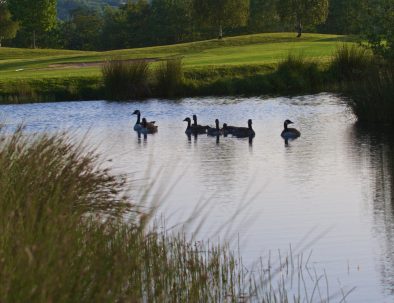 18th geese on lake