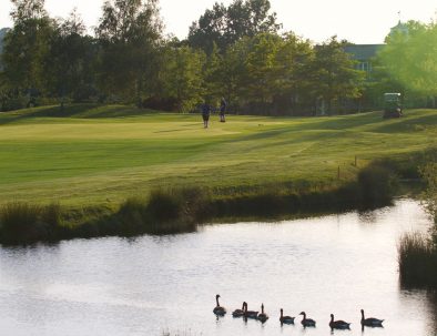 18th green geese on lake