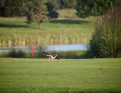 18th lake oyster catcher