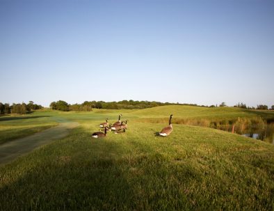 1st fairway with geese