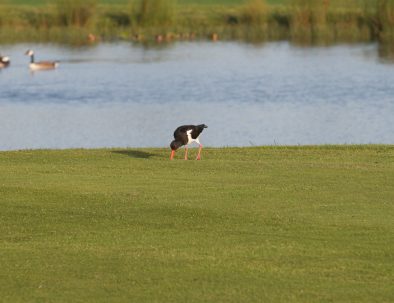 1st tee oyster catcher